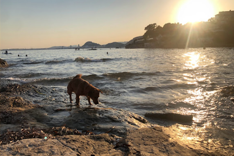 cala-judios-perros-alicante