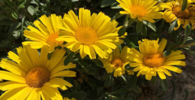 flora-cabo-huertas-alicante